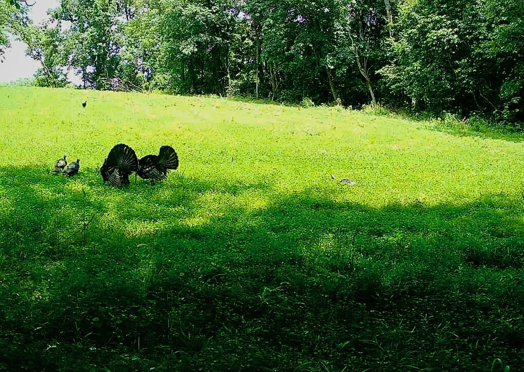 Yordy Landworks land management